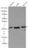 Proteasome Inhibitor Subunit 1 antibody, 12941-1-AP, Proteintech Group, Western Blot image 