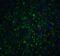 LIM Homeobox Transcription Factor 1 Beta antibody, 7089, ProSci, Immunofluorescence image 