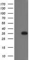 RING1 And YY1 Binding Protein antibody, TA800034BM, Origene, Western Blot image 