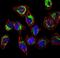 Heat Shock Protein Family D (Hsp60) Member 1 antibody, NBP1-77397, Novus Biologicals, Immunofluorescence image 