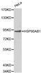 Heat Shock Protein 90 Alpha Family Class B Member 1 antibody, LS-C192362, Lifespan Biosciences, Western Blot image 