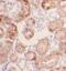 PiggyBac Transposable Element Derived 1 antibody, FNab06349, FineTest, Immunohistochemistry frozen image 