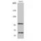 Signal Regulatory Protein Alpha antibody, LS-C386078, Lifespan Biosciences, Western Blot image 