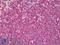 CD45RB antibody, LS-B8556, Lifespan Biosciences, Immunohistochemistry paraffin image 