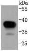 Mitogen-Activated Protein Kinase Kinase 3 antibody, A02916-1, Boster Biological Technology, Western Blot image 