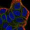 G-protein coupled receptor 109A antibody, NBP1-92180, Novus Biologicals, Immunofluorescence image 