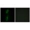 Activin A Receptor Like Type 1 antibody, A01468-1, Boster Biological Technology, Immunofluorescence image 