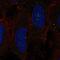 G Protein-Coupled Receptor 137C antibody, PA5-64894, Invitrogen Antibodies, Immunofluorescence image 