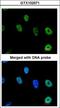 Nuclear RNA Export Factor 1 antibody, LS-C185462, Lifespan Biosciences, Immunocytochemistry image 