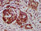 Neuraminidase 4 antibody, LS-C674544, Lifespan Biosciences, Immunohistochemistry paraffin image 