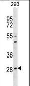 Osteoclast Associated Ig-Like Receptor antibody, LS-C158509, Lifespan Biosciences, Western Blot image 