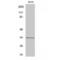 Olfactory Receptor Family 1 Subfamily L Member 6 antibody, LS-C385058, Lifespan Biosciences, Western Blot image 