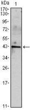 Inhibin Subunit Alpha antibody, NBP1-51660, Novus Biologicals, Western Blot image 