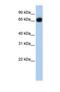 Solute Carrier Family 37 Member 1 antibody, NBP1-69300, Novus Biologicals, Western Blot image 