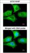 Chaperonin Containing TCP1 Subunit 5 antibody, GTX110167, GeneTex, Immunocytochemistry image 