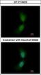 SUFU Negative Regulator Of Hedgehog Signaling antibody, GTX114223, GeneTex, Immunofluorescence image 