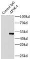 Apolipoprotein L4 antibody, FNab00505, FineTest, Immunoprecipitation image 