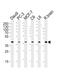 CAMP Responsive Element Binding Protein 3 Like 4 antibody, MA5-24730, Invitrogen Antibodies, Western Blot image 