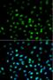 Oligodendrocyte Transcription Factor 3 antibody, orb314591, Biorbyt, Immunofluorescence image 