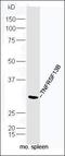 TNF Receptor Superfamily Member 13B antibody, orb5820, Biorbyt, Western Blot image 