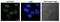 Protein Inhibitor Of Activated STAT 4 antibody, GTX00692, GeneTex, Immunofluorescence image 