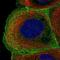 Rho GTPase Activating Protein 40 antibody, NBP1-94112, Novus Biologicals, Immunofluorescence image 