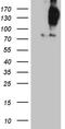 FYVE And Coiled-Coil Domain Containing 1 antibody, LS-C798730, Lifespan Biosciences, Western Blot image 