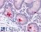 Leucine Rich Repeat Neuronal 4 antibody, LS-A9531, Lifespan Biosciences, Immunohistochemistry frozen image 