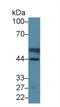 Pyruvate Dehyrogenase Phosphatase Catalytic Subunit 1 antibody, LS-C296167, Lifespan Biosciences, Western Blot image 