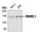 Mastermind Like Transcriptional Coactivator 1 antibody, PA5-17388, Invitrogen Antibodies, Western Blot image 