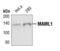 Mastermind Like Transcriptional Coactivator 1 antibody, PA5-17388, Invitrogen Antibodies, Western Blot image 