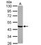 HGH1 Homolog antibody, NBP2-14894, Novus Biologicals, Western Blot image 