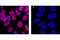 CAMP Responsive Element Binding Protein 1 antibody, 9197L, Cell Signaling Technology, Immunocytochemistry image 