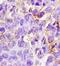 ABI Family Member 3 Binding Protein antibody, orb101310, Biorbyt, Immunohistochemistry paraffin image 