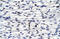 BolA Family Member 1 antibody, 27-497, ProSci, Immunohistochemistry frozen image 