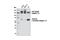 CD49D antibody, 8440T, Cell Signaling Technology, Western Blot image 