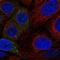 SAPL1 antibody, NBP1-90903, Novus Biologicals, Immunocytochemistry image 