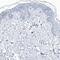 Profilin 2 antibody, PA5-57338, Invitrogen Antibodies, Immunohistochemistry frozen image 