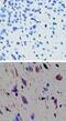 Trace Amine Associated Receptor 1 antibody, PA1-41477, Invitrogen Antibodies, Immunohistochemistry paraffin image 