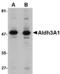 Aldh3 antibody, MBS150425, MyBioSource, Western Blot image 