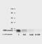 CD9 Molecule antibody, MA1-10309, Invitrogen Antibodies, Western Blot image 