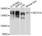 SEC31 Homolog A, COPII Coat Complex Component antibody, STJ111654, St John