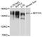 ABP130 antibody, STJ111654, St John