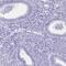 Ion Channel Sperm-associated Protein 4 antibody, PA5-60965, Invitrogen Antibodies, Immunohistochemistry paraffin image 