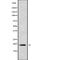 Interleukin 36 Gamma antibody, abx216214, Abbexa, Western Blot image 