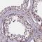 Atpbd1c antibody, HPA039764, Atlas Antibodies, Immunohistochemistry frozen image 