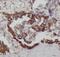 NPR2 Like, GATOR1 Complex Subunit antibody, FNab09112, FineTest, Immunohistochemistry frozen image 