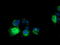 RASD Family Member 2 antibody, LS-C115831, Lifespan Biosciences, Immunofluorescence image 