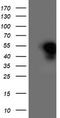 Heme Oxygenase 2 antibody, CF503824, Origene, Western Blot image 