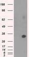 Nitrilase Family Member 2 antibody, MA5-25087, Invitrogen Antibodies, Western Blot image 
